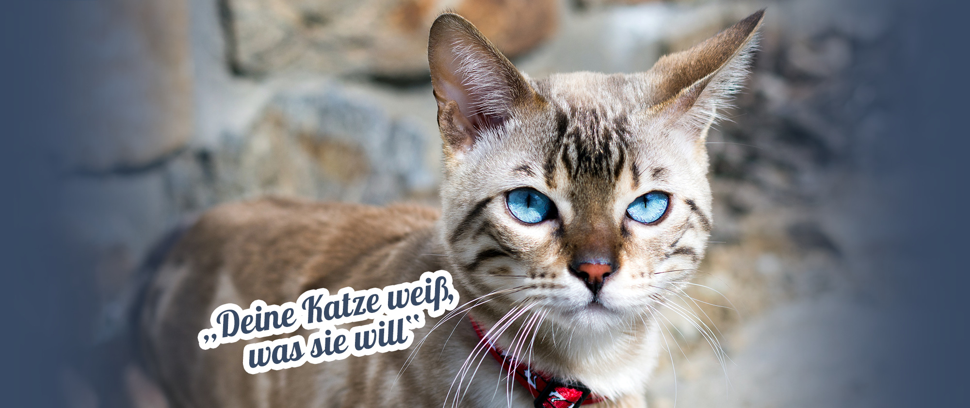 Deine Katze weiß, was sie will Deine Katze weiß, was sie will