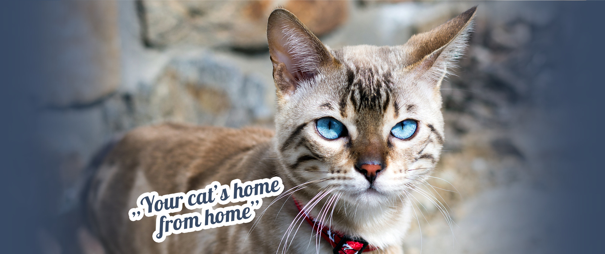 Your cat's home from home